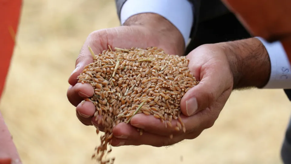 Sivas'ta 2 bin yıllık ata tohumu hasadı gerçekleşti