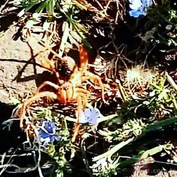 Son dakika: Böylesi görülmedi! O ilimizde dev örümcek paniğe neden oldu 1