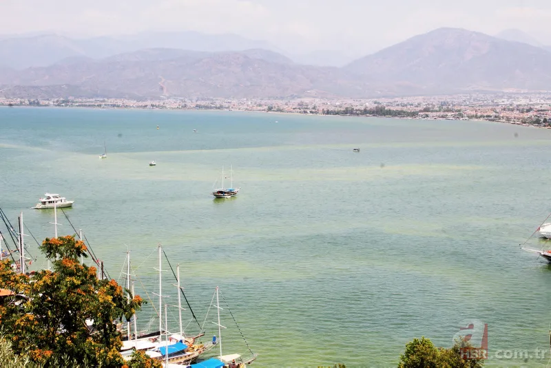 Fethiye Körfezi'nde alarm! Sarı ve yeşile büründü 11