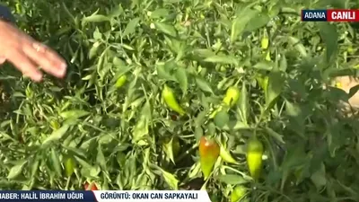 Adana’da salçalık biber hasadı!