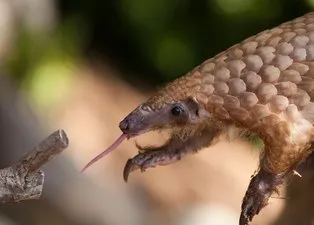 Koronavirüsün benzeri “Pangolin” isimli memelide kesin olarak bulundu! Uzmanlar uyardı