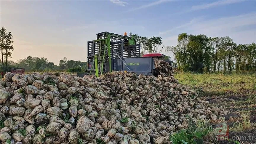 Tarım ve Orman Bakanlığı duyurdu! Şeker pancarının alım fiyatı belli oldu 5