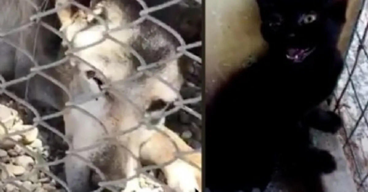 chp li ankara buyuksehir belediyesi nden buyuk skandal boyle vicdansizlik gorulmedi