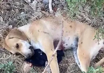 Tavuklarına saldırdı! Köpeği tüfekle yaraladı