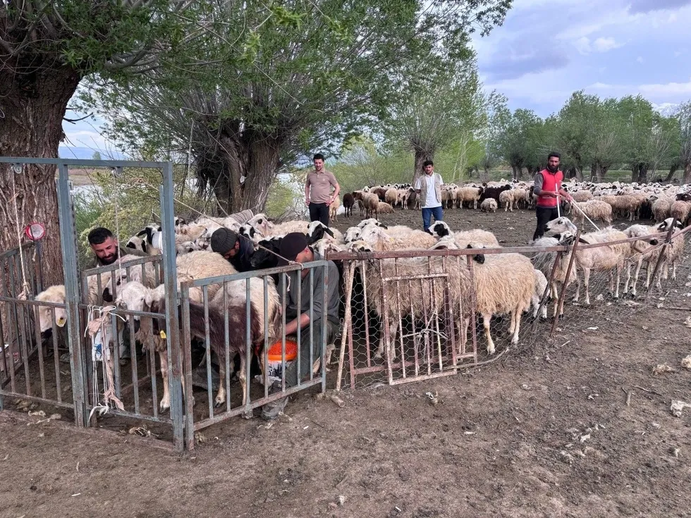 Bakanlık destek verdi! Afgan çobanlar Erzincan’da göreve başladı - 2
