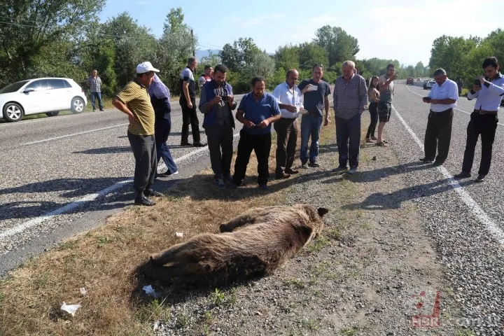 Kastamonu'da aracın çarptığı bozayı telef oldu 6