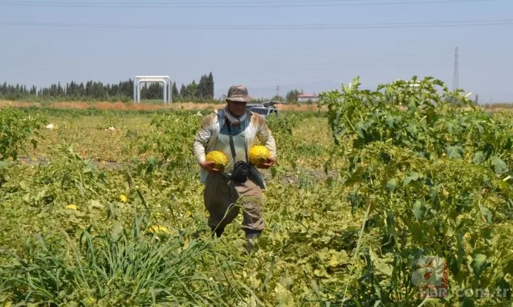 Ücretsiz dağıtıldı duyan akın etti! 220 dönümlük arazide rekor hasat! Üreticiler 600 tonu gözden çıkardı: Araçlarla gelip topladılar 12