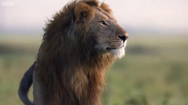 Sırtlanların arasında kalan aslanın inanılmaz kurtuluşu