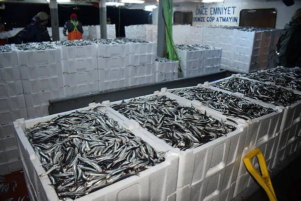 Son dakika: Karadeniz’de hamsi avına 10 gün yasak getirildi