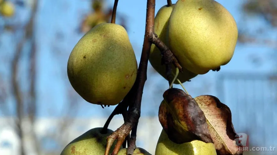 Tüm bildiklerinizi unutun! TDK bir çok sözcüğün yazımında değişikliğe gitti 13