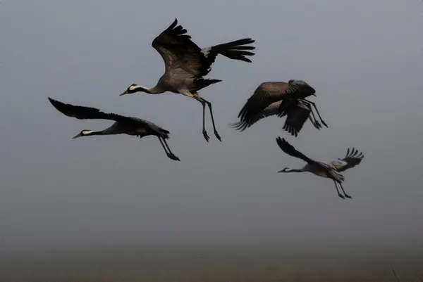 İsrail’de kuş gribi alarmı! İlk görüntüler dünyayı şoke etti