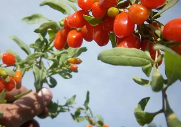 Mutluluk meyvesi goji berry Van'da üretildi