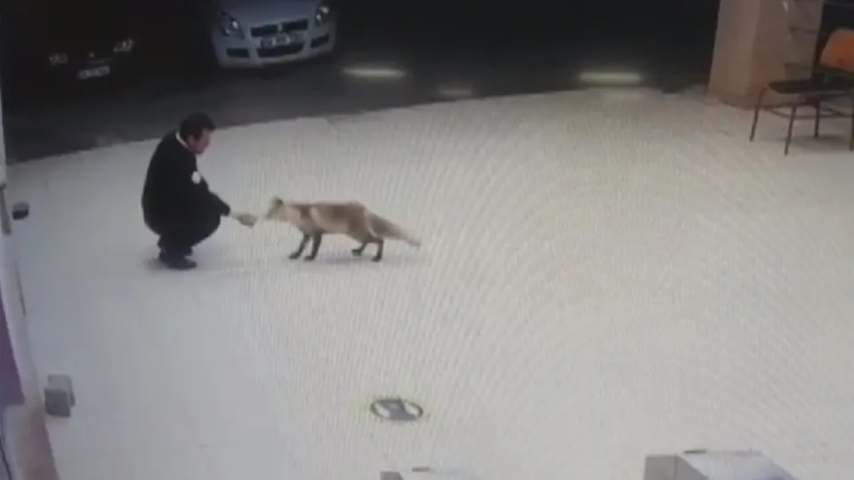Besle tilkiyi çalsın anahtarını! O anlar saniye saniye kamerada! Bakın nasıl geri aldı?