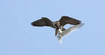 Dünyanın en hızlısı böyle avladı!