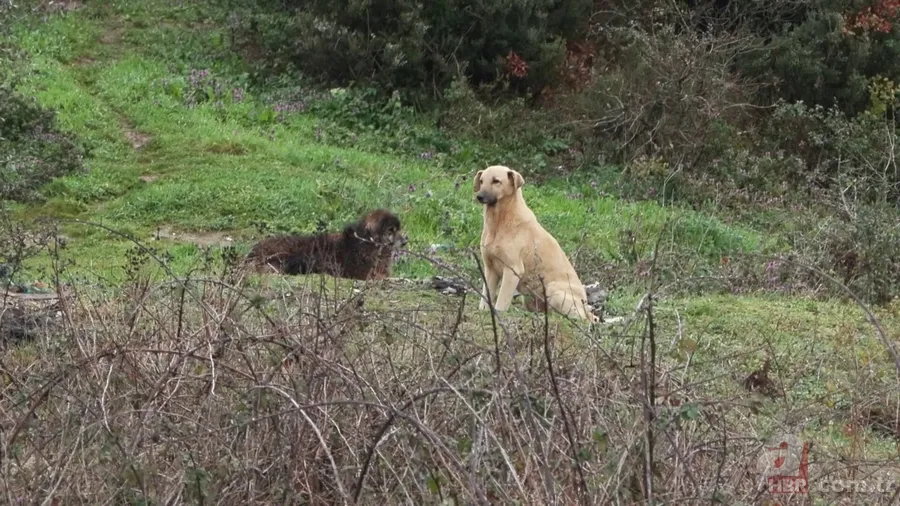 Başıboş köpekler dehşet saçtı! 6 yaşındaki Şirin'e saldırdılar 2