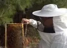 Kuraklık arıları vurdu