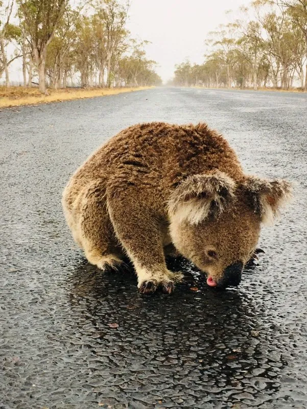 Avustralya yangınları sonrası su sevinci! Koalanın görüntüsü yürekleri dağladı...