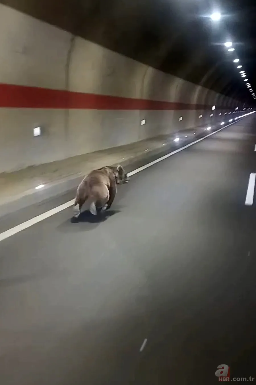 Yiyecek arayan ayı istikameti şaşırdı: Yolunu kısaltmak için tüneli kullandı 3