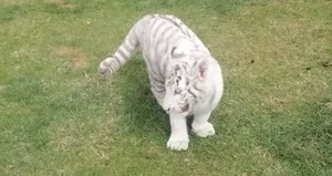 JASAT’tan hayvan kaçakçılarına operasyon