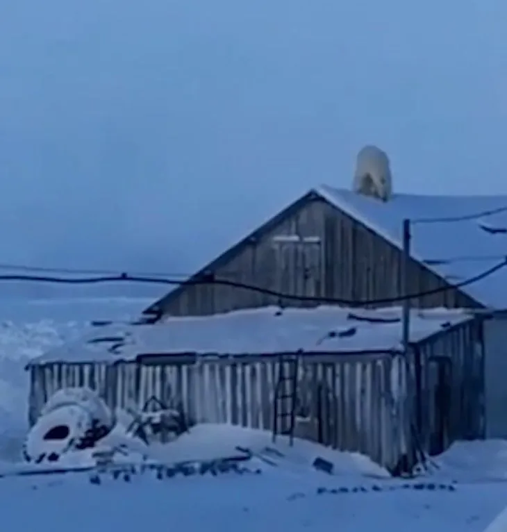 Kutup ayısı evin çatısına çıktı! Şaşkına çeviren görüntü sosyal medyayı salladı