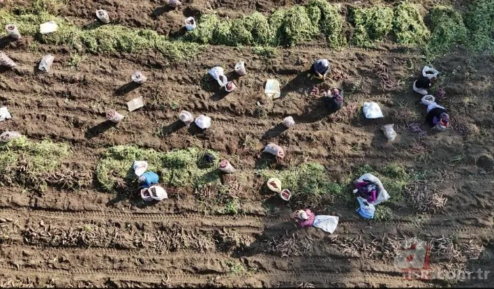 Tarlada 30 manavda 70 TL! Kuraklık vurdu verim yarıya indi 1