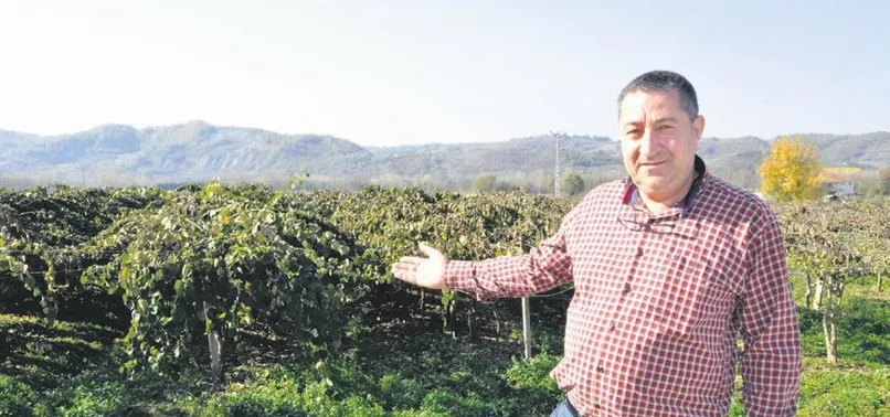 Hobi amaçlı başladı 450 ton kivi üretiyor