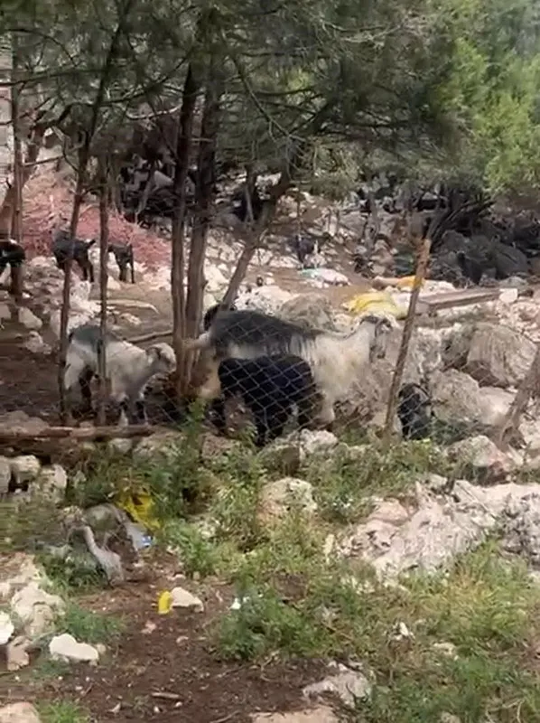 Kurtlar çobana dehşeti yaşattı: Bana saldırarak iki ayağını omuzlarıma attı - 1