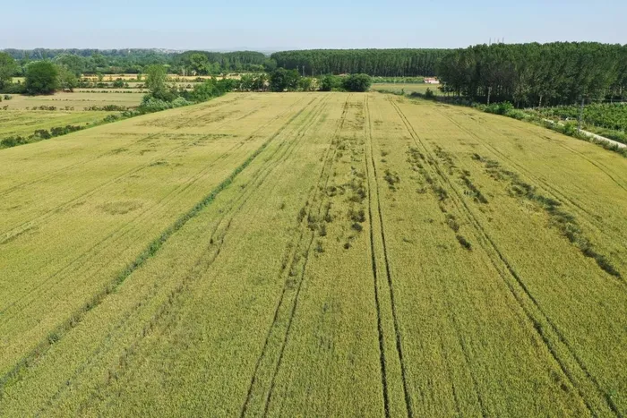 Arazi sahibi olanlar dikkat! Devletten kiralık tarla dönemi