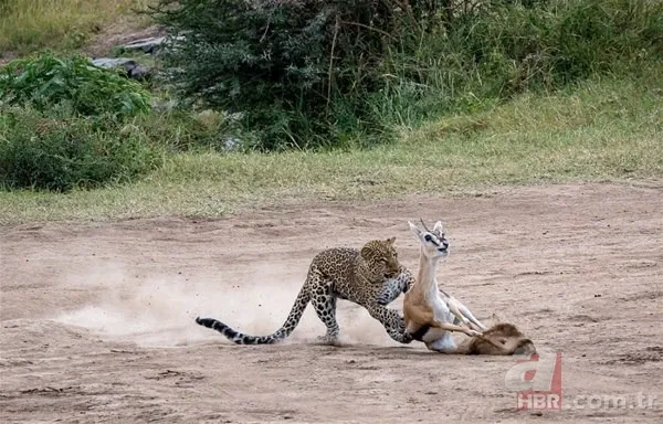 Son dakika: Yeryüzündeki en büyük hayvan bulundu! Böylesi daha önce görülmedi! Tam 98 milyon yıllık! Görenler şokta 24