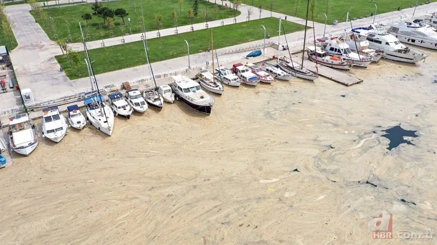 Deniz salyası ABD basınında: Marmara ölüyor! Çevre profesöründen kritik uyarı geldi 1