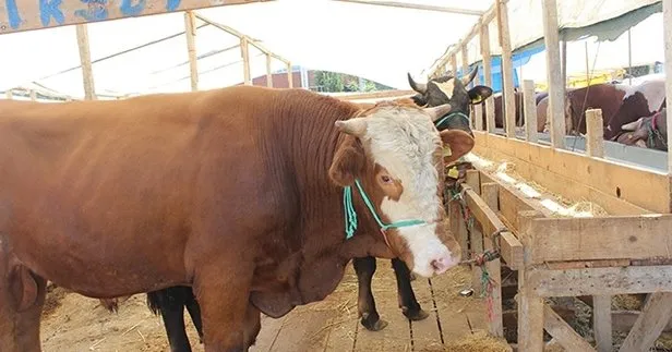 Kurban keserken nelere dikkat edilmeli? Kurban kestikten ...