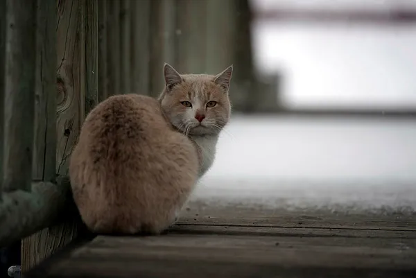 3 ilde yoğun kar yağışı! Hangi illerde kar yağacak?