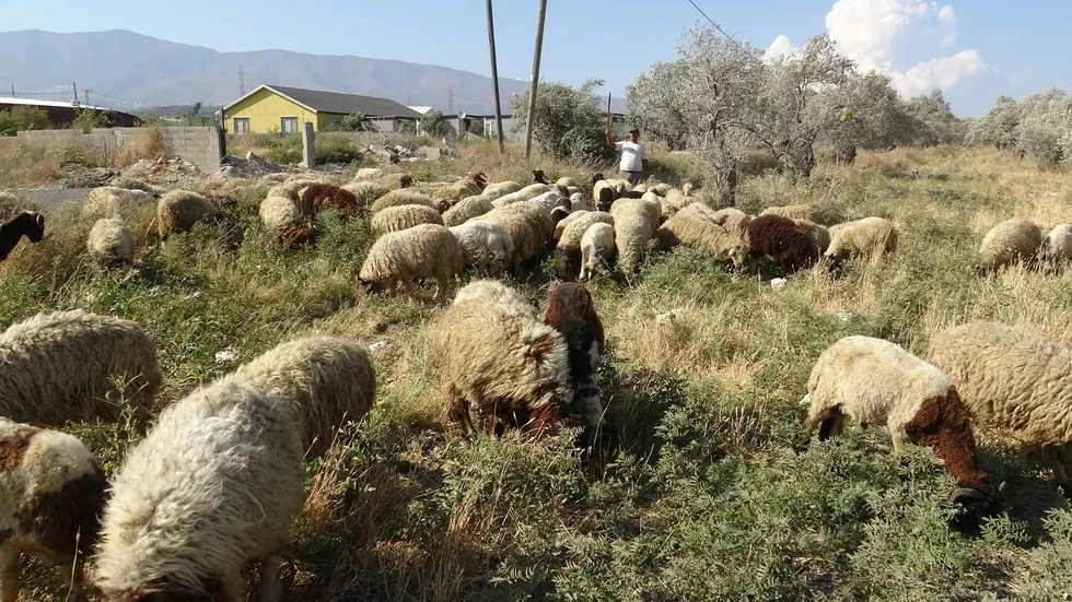 80 bin TL maaşı duyan kaçıyor! Çareyi kendi hayvanlarının başına geçmekte buldu - 3
