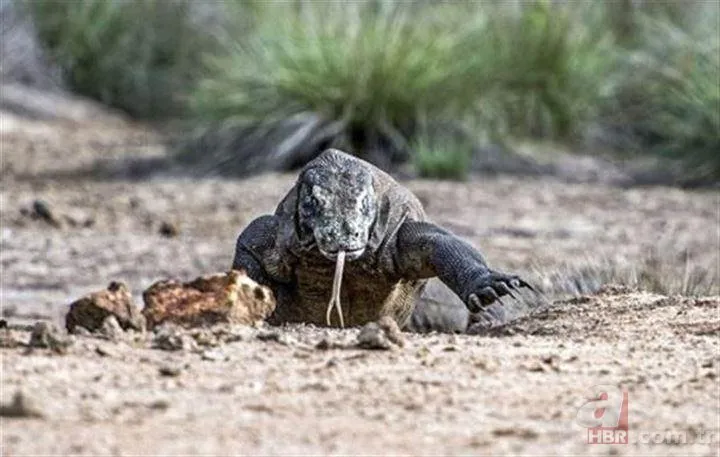 Vahşi yaşamın korkunç avcısı! Komodo ejderinin beslenme yöntemi şoke etti