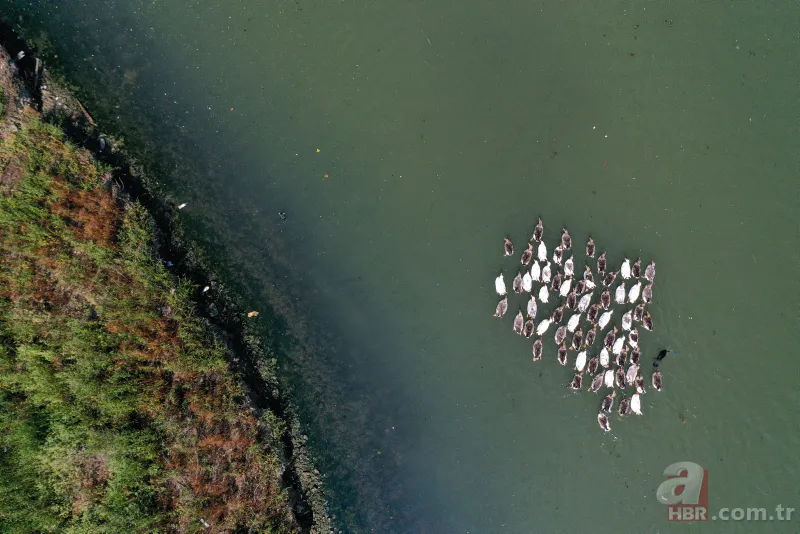 CHP'li İBB'nin Haliç yalanı! Kirlilik yine gün yüzüne çıktı 12