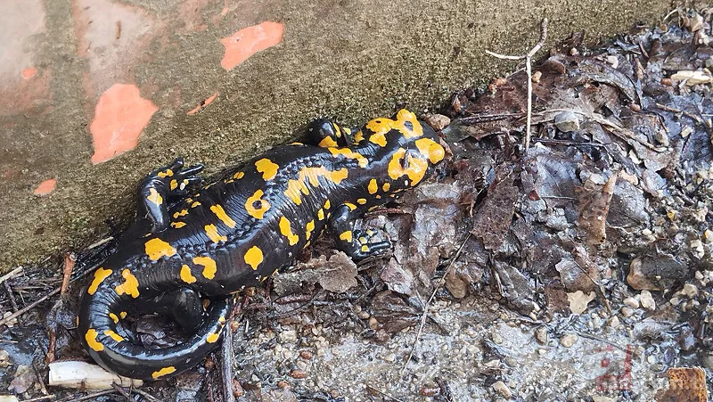 Bacavan Yaylası'nda görüntülendi! Defalarca fotoğrafını çektiler 6