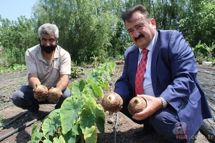 Çiftçilerin yeni gözdesi! Dönümde 50 bin TL kazandırıyor