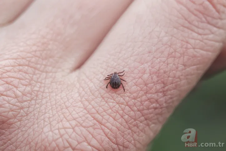Hızla artıyor! Koronavirüsten daha ölümcül! Kırım Kongo Kanamalı Ateşi (KKKA) hastalığı nedir? Belirtileri neler? 8