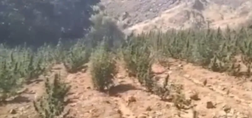 Bingöl'de narkoterör operasyonu! İçişleri Bakanı Ali Yerlikaya duyurdu: PKK'nın 36,4 milyar TL yasa dışı gelir elde etmesin engellendi Bingöl'de narkoterör operasyonu! İçişleri Bakanı Ali Yerlikaya duyurdu: PKK'nın 36,4 milyar TL yasa dışı gelir elde etmesin engellendi