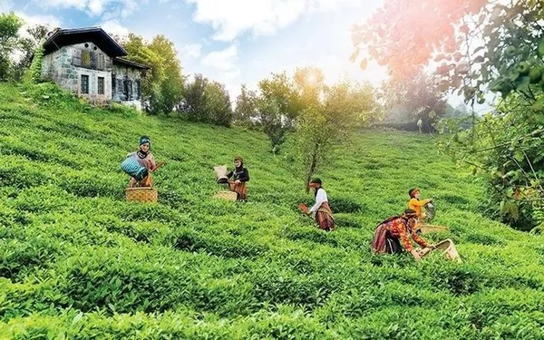 Çaykur kura sonuçları sorgulama ekranı 2023! Çaykur işçi alımı İŞKUR sonuçları isim listesi! Alım yapılacak fabrikalar...