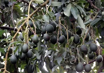 Avokado üretimi talebe yetmiyor