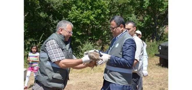 Giresun’da doğaya 25 bin kınalı keklik salındı