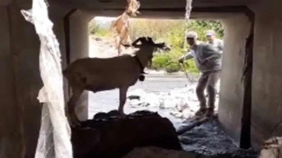 Türk kovboy sosyal medyayı salladı! Kaçan kurbanlık keçiyi kementle yakalamaya çalıştı