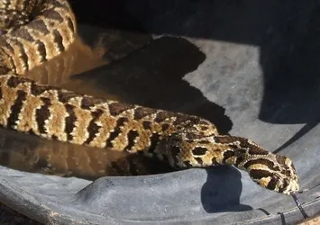 İsrail şimdi de Filistin'in yılanını 'çaldı'