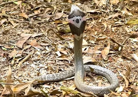 Kral kobraya elleriyle kafa tuttu! Küfeyi taktı yılan avına çıktı