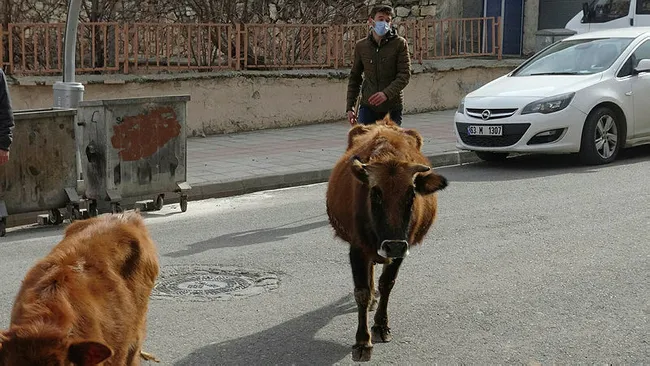 Batman'da başıboş inek ve yavrusuna baktı! 12 kilometre yol gidip Saadet nineye ulaştırdı - 2