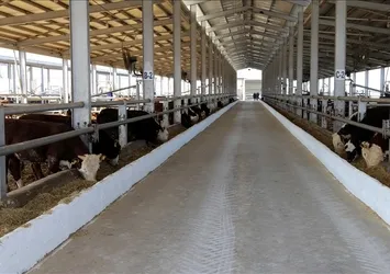 İstanbul'da şap alarmı! 21 mahalle karantina altında