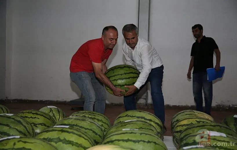 Güvercin gübresi ile özel olarak üretildi! Sır gibi saklanan 64 adet karpuz korumaya alındı: Nedeni şaşkına çevirdi 2