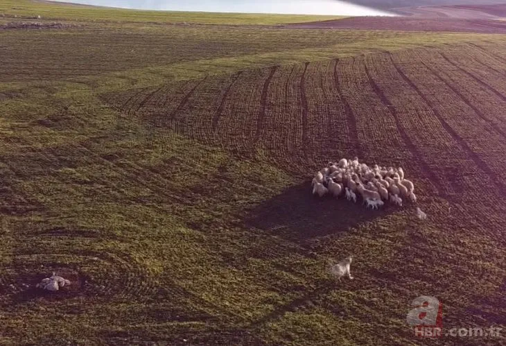 Kangal 5 metre yükseklikteki 'Drone'u kaptı! O anlar sosyal medyayı salladı