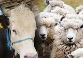 Kurbanlık Fiyatları 2024 | Koyun, keçi ve sığır kurbanlık bedeli ne kadar, kaç TL? Küçükbaş, büyükbaş hisseleri... width=